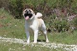AKITA AMERICAIN 149